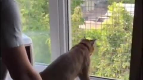 Ariel The Caracat_ First shorthair MaineCoon -- Cats Make Me Happy(720P_HD)
