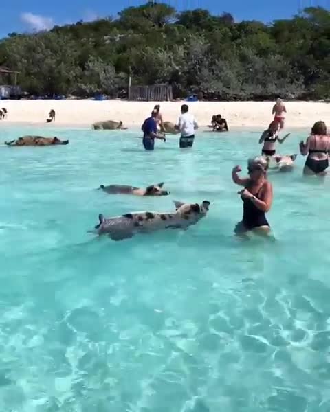 Wild pigs swim with humans in Caribbean waters