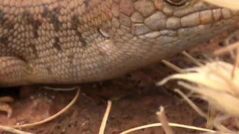 Este lagarto es tan discreto que se creía extinto