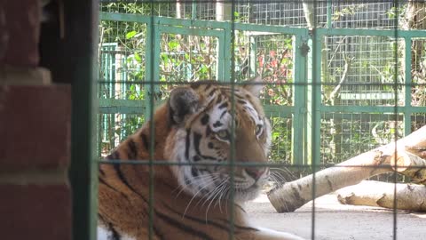 The fatal tiger looks