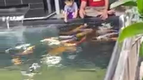 Koi fish pond