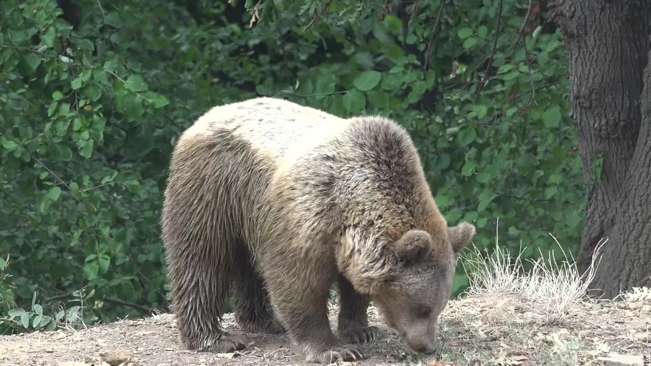 bear