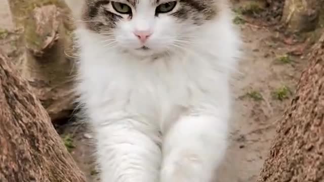 😍Cute and Funny Cat Compilation #shorts 2022.