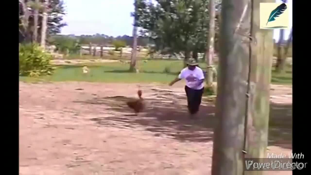 Funny Roosters Chasing Kids