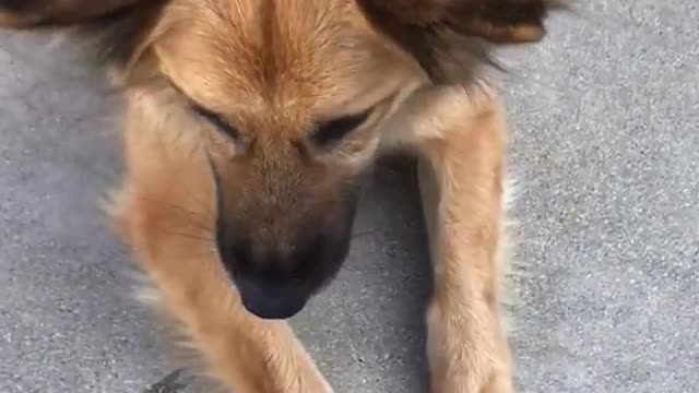 Brown german shepherd dog catches tennis ball on concrete patio