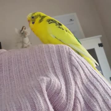 The cockatiel bird stands on its owner's shoulder and sings with a wonderful voice