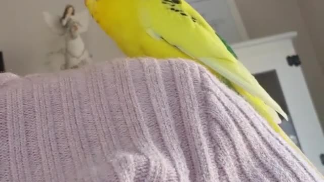 The cockatiel bird stands on its owner's shoulder and sings with a wonderful voice