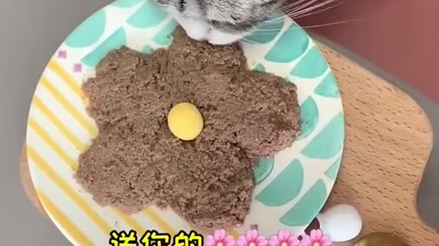 Lovely Baby Cat, Funny cats 😹 Cute and Funny Animals Compilation