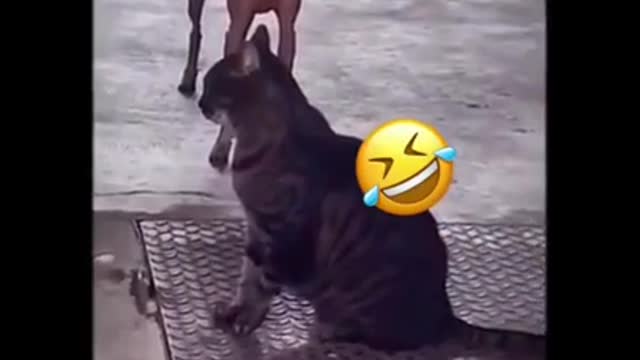 Try not to Laugh | Dogs dancing shorts