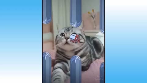 Funniest pets videos - try to not laugh - masti