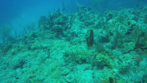 Pufferfish Under the Sea