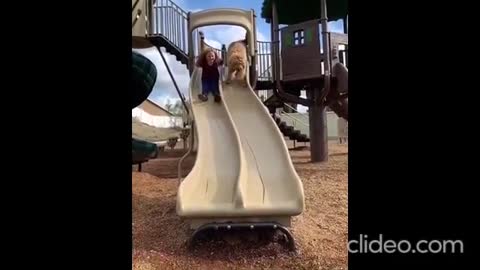Wow Nice Pranks Dog!!! Funny Dogs Videos Compilation - Try To Stop Laugh Challenge Pranks Dog 2021