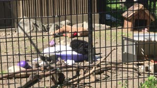 Tussling Cubs Keep Cool in Tub