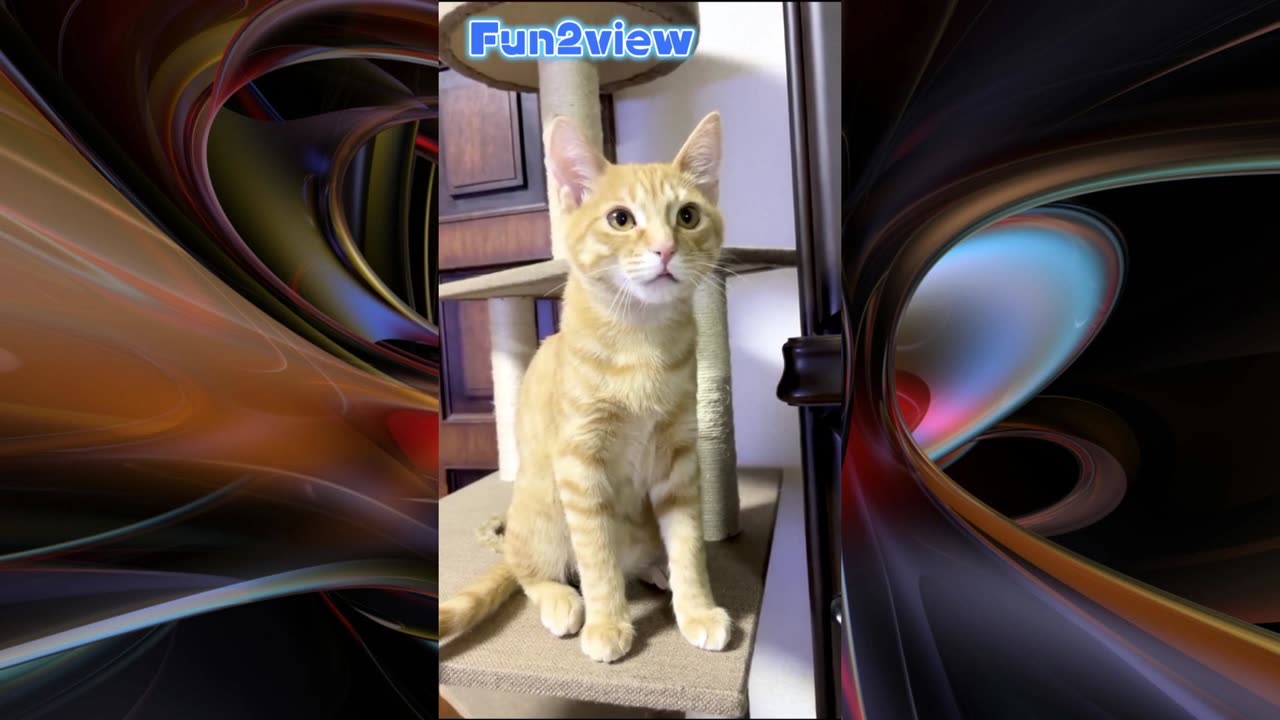 Cat funny Vfx Video #funny #vfx #tiktok #trending #viral #baby