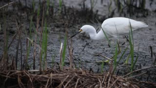 Snowy Egret