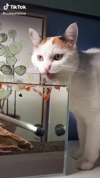 amazing cat moment ,when she is drinking water