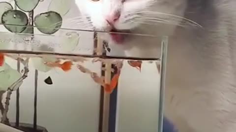 amazing cat moment ,when she is drinking water