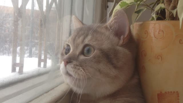 Broken Cat