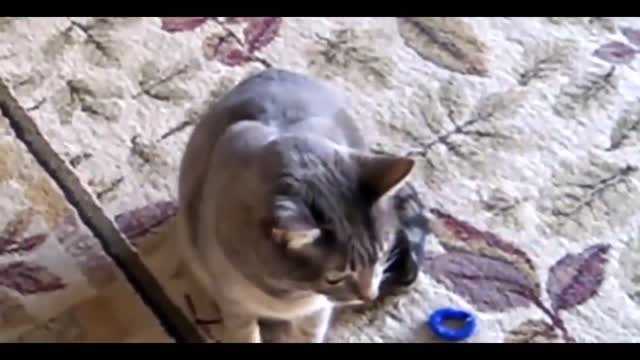 baby cat