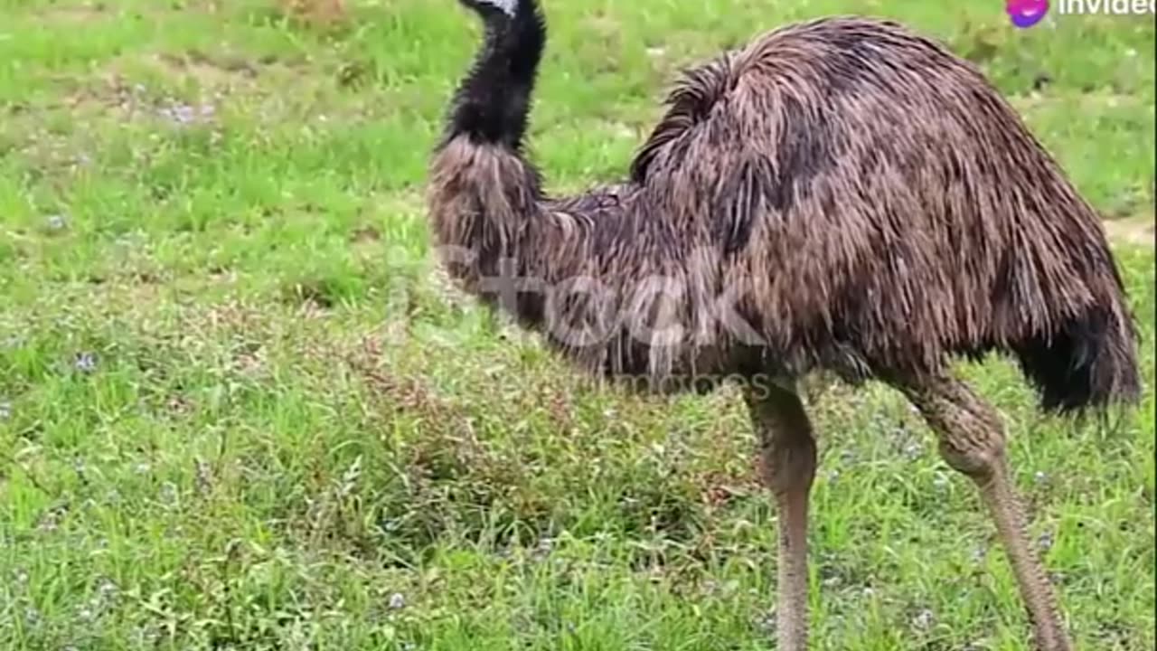 Giant Bird Emu vs Cassowary