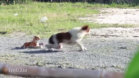 Funny prank fake lion and fake tiger prank dog prank