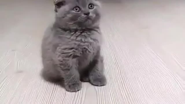 ute cat and funny cat shorts❤#shorts #cat #cutecat #funnycats #viral