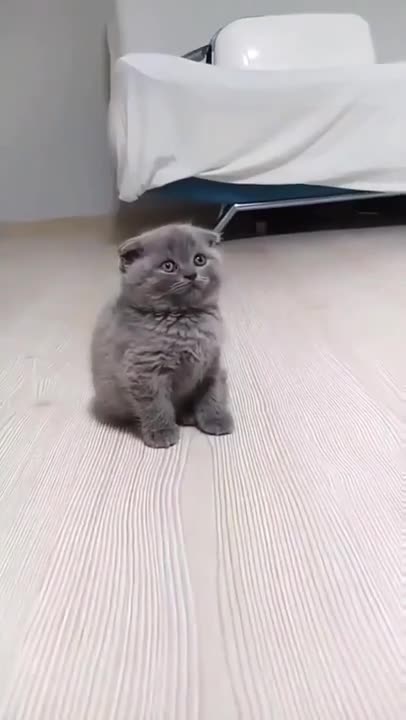 ute cat and funny cat shorts❤#shorts #cat #cutecat #funnycats #viral