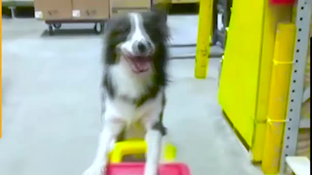The smartest service dogs at our service.