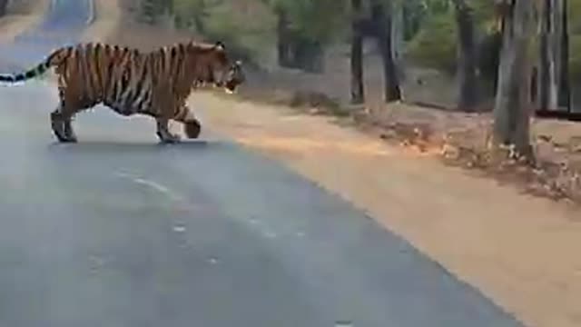 300 KG Tiger Crossing Road tn Bandhavgarh