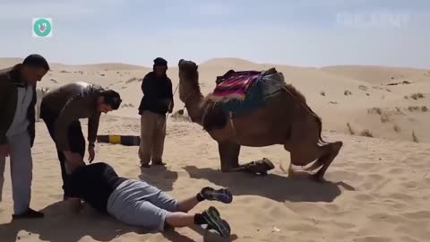 FUNNY INSTANT REGRET CAMEL RIDING