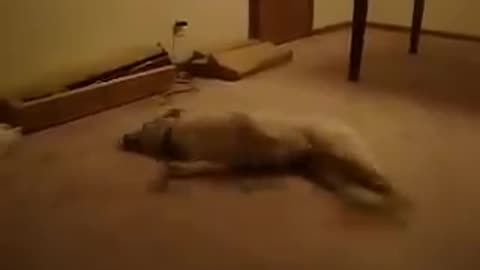 The dreaming dog