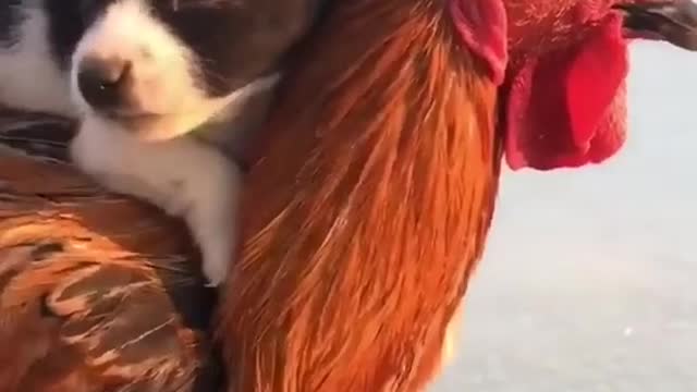 dog masti