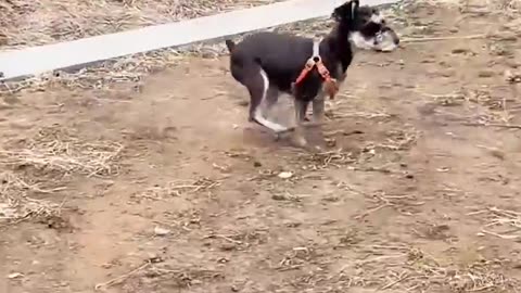 dog delicately hold a tiny treat between