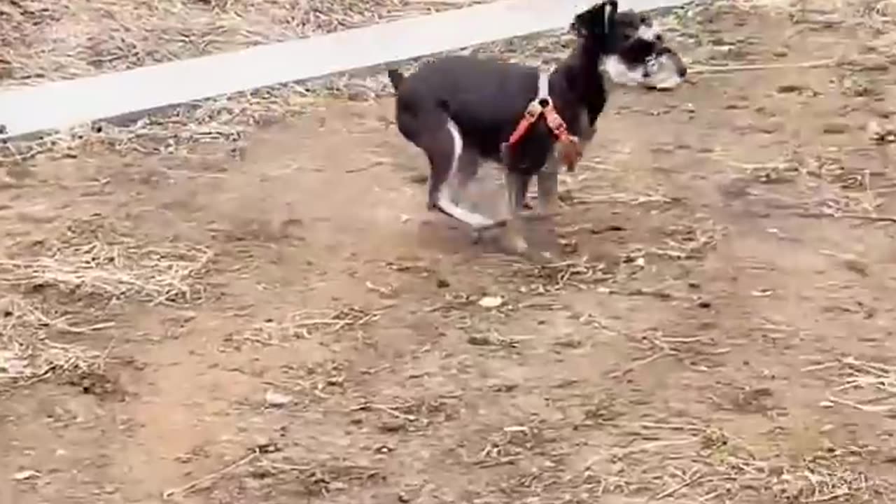 dog delicately hold a tiny treat between