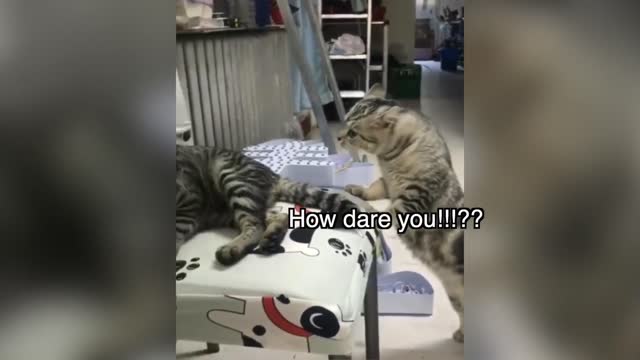 Unimaginable-these cat can speak better English than some human