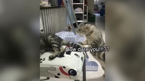Unimaginable-these cat can speak better English than some human