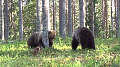 Best Bear fight ever