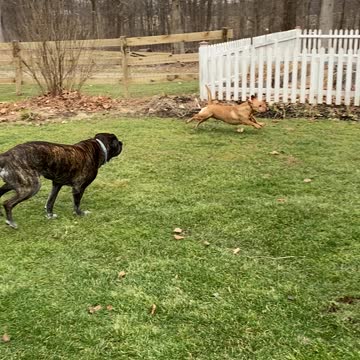 Dogs run free for first time!