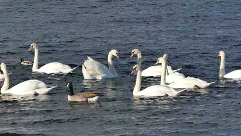 Serenity on the Lake A Swan's Journey