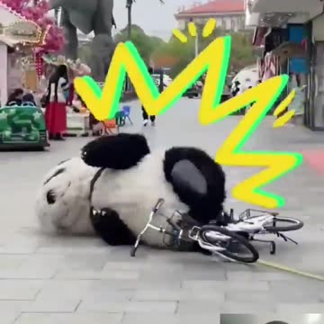 Cute_panda_😍