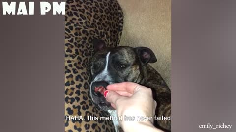 Funny Dog Videos Try To Not Laugh Challenge Best funny Dog Videos