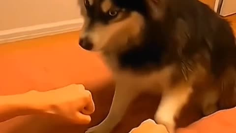 Funniest Animals Video!!