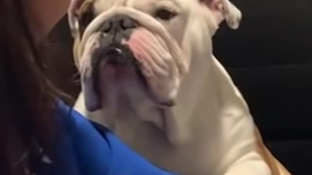 Bulldog Apologizes To Girl For Chewing Her Slipper