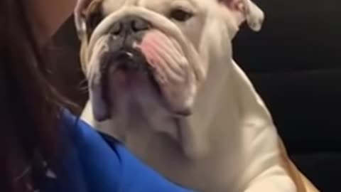 Bulldog Apologizes To Girl For Chewing Her Slipper