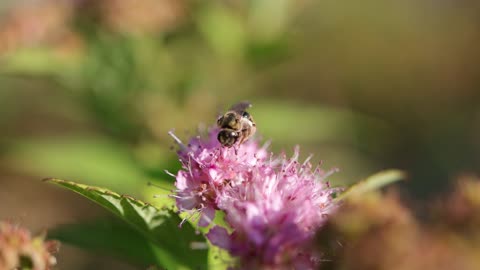 Tiny Bee Pollinating Spirea Flowers