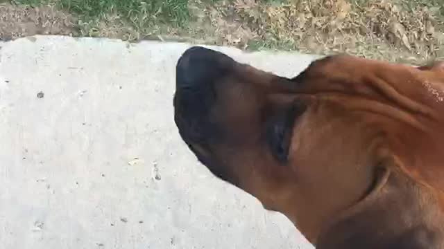 Dog barking at clown thinking it is real