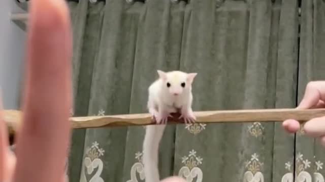 Leucistic Sugar Glider Flying, Do you know how to fly?