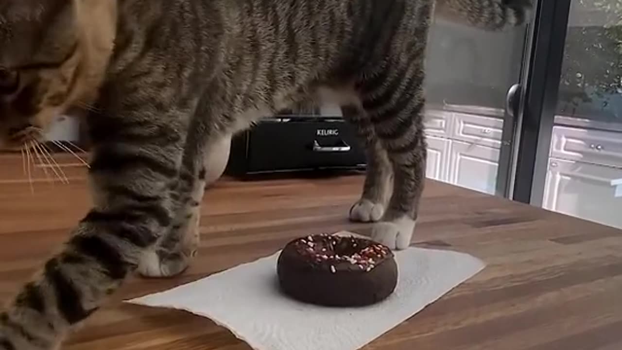 Silly Kitties 1