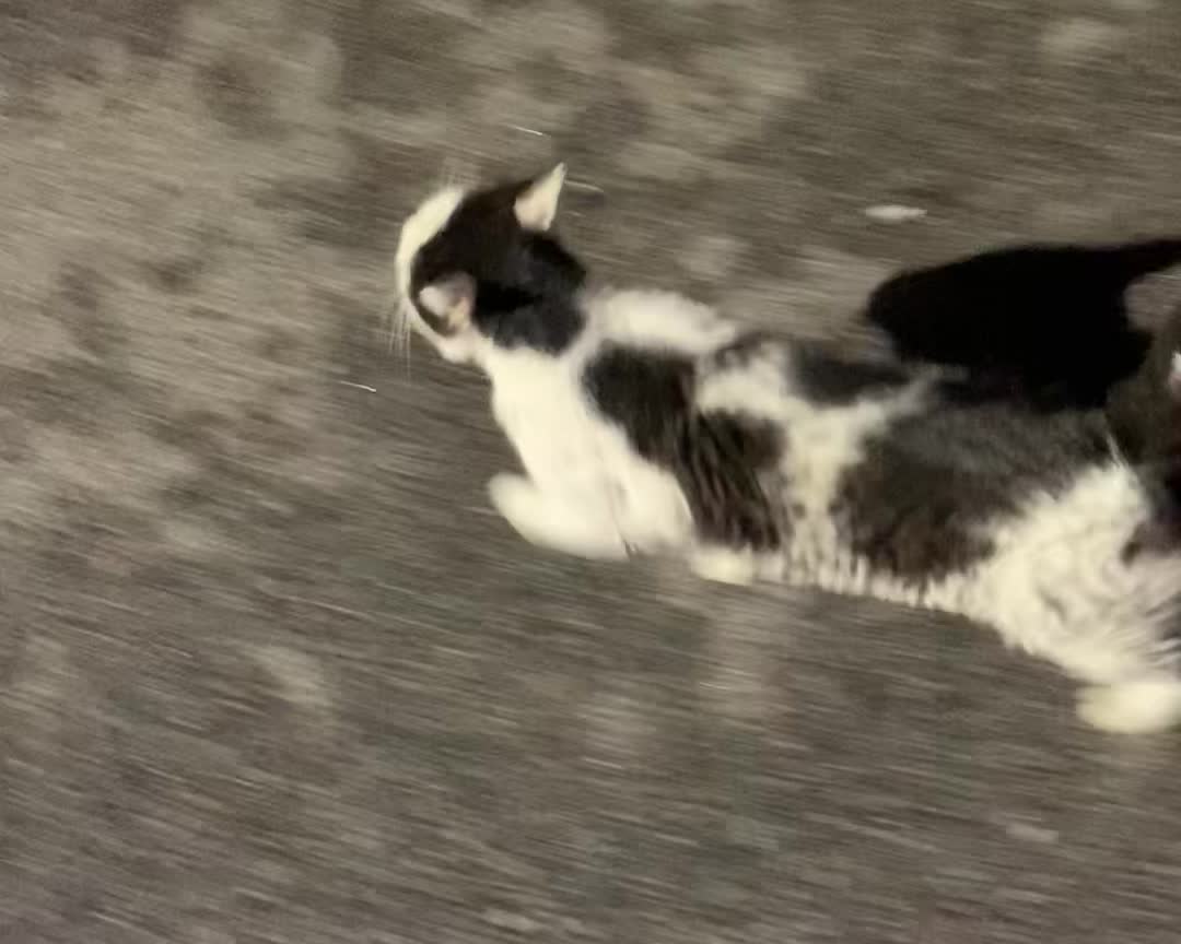 cat following on the road