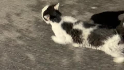 cat following on the road